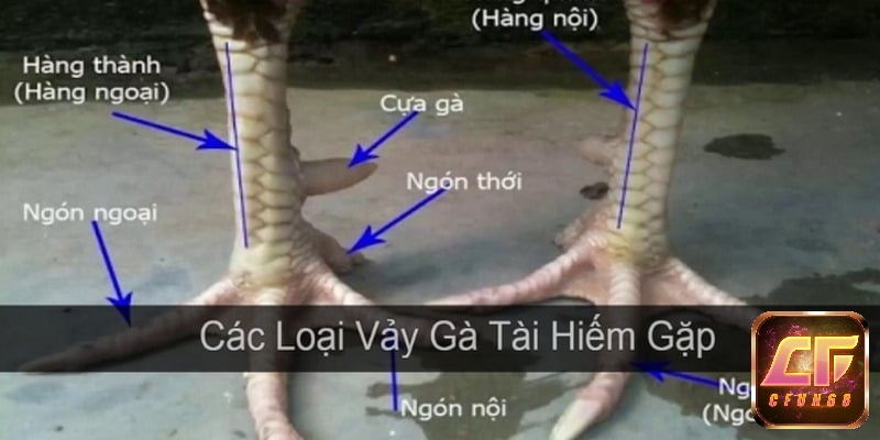 Các loại vảy gà chọi có màu đen
