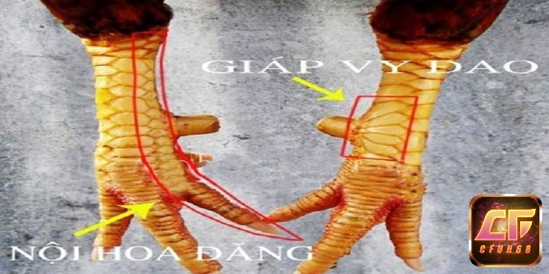 Phân loại các loại vảy gà chọi theo màu sắc