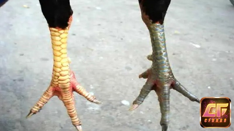 Cách phân loại các loại vảy gà chọi theo cấu trúc
