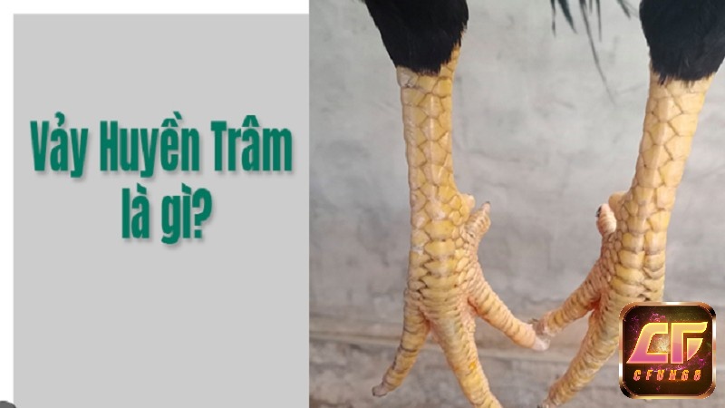 Mối liên hệ giữa các loại vảy gà chọi và khả năng chiến đầu của gà chọi