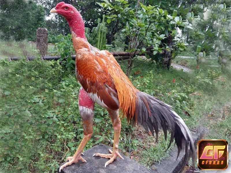 Khi xem vảy gà chọi bạn cũng cần kết hợp với vóc dáng và mắt gà để có đánh giá chính xác hơn