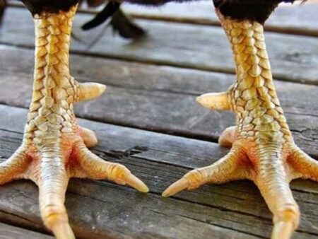 Xem vảy gà chọi: Bí quyết chọn chiến kê đỉnh cao của sư kê