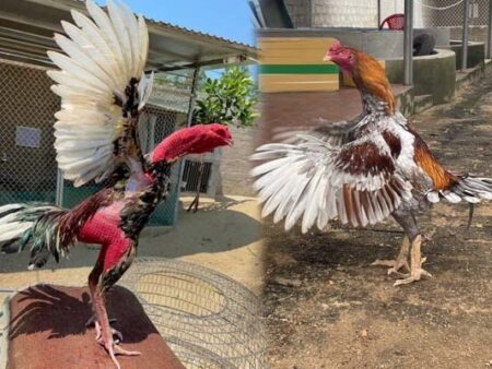Gà chọi Mã Lai – Chiến kê khổng lồ với sức chiến đấu vượt trội