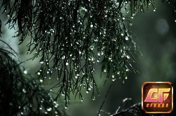 Giải mã giấc mơ thấy trời mưa để biết được tương lai 